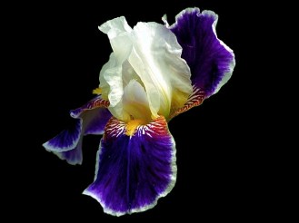 iris on black 1