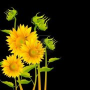 sunflower on black 1
