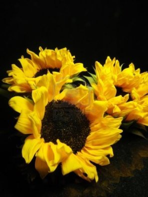sunflower on black 2