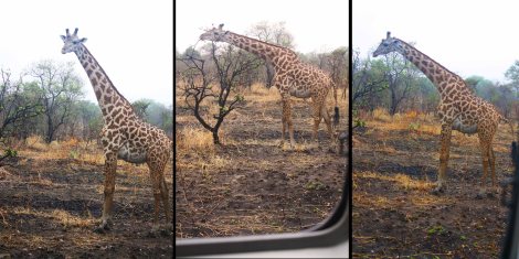 Giraffes in Mikumi National Park in Tanzania. Photo by Chika Oduah
